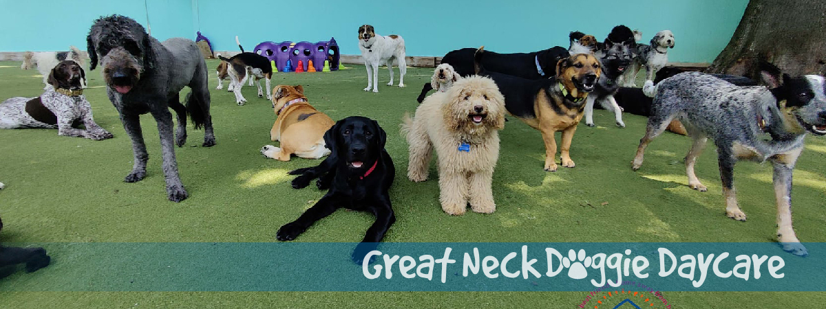 Great Neck Doggie Daycare & Boarding